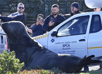 Elefante-marinho de duas toneladas causa comoção ao caminhar por ruas na Cidade do Cabo