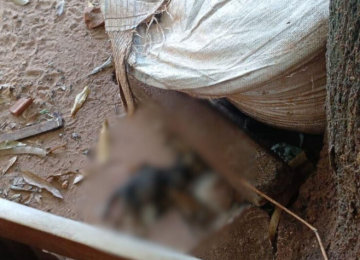 Polícia Civil prende homem por maus-tratos após morte de filhotes em Santa Helena