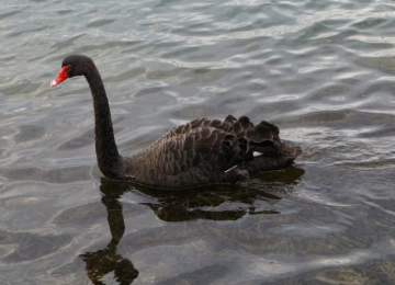 Cisne negro morto no zoológico de Goiânia não apresentou sinais de gripe aviária