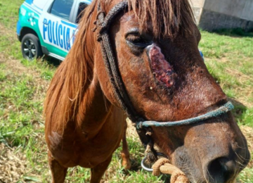 PM resgata cavalo vítima de maus-tratos em lote baldio no Bairro Popular