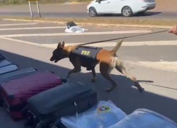 PRF prende mulher com 25 kg de maconha escondidos em malas perfumadas