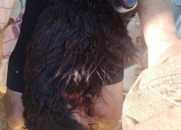 Pitbulls invadem casa e matam cachorrinha em ataque violento no bairro Primavera