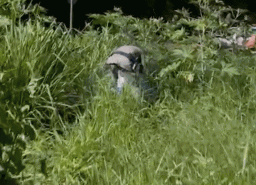 Cocaína, skunk e maconha são encontrados em caixa térmica pela PM em Rio Verde