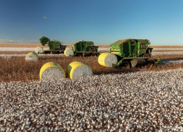 Produção de Algodão em Goiás tem normas atualizadas pela Agrodefesa