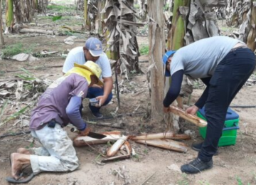 Fungo pode ser usado para controlar pragas na produção de bananas