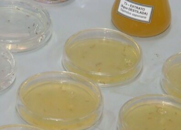 Alunas goianas criam solução ecológica que combate larvas do Aedes aegypti e concorre a prêmio internacional