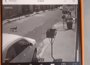 Motorista foge após atropelar cachorro e acaba localizado pela GCM em Rio Verde
