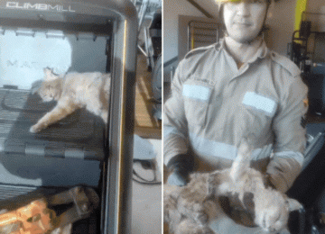 Gato é resgatado por bombeiros após ficar preso em simulador de escada em academia de Aparecida de Goiânia
