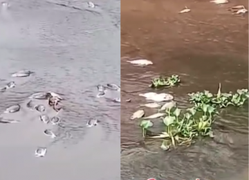 Secretaria do Meio Ambiente emite nota sobre a morte dos peixes em córrego de Rio Verde 