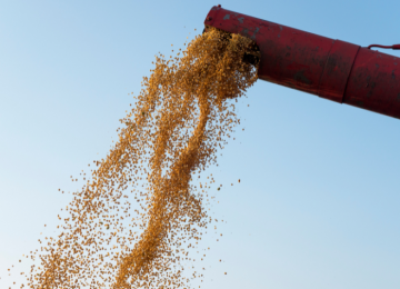 Brasil deve produzir mais de 322 milhões de toneladas de grãos; Goiás se destaca no arroz 