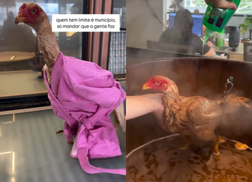 Cliente satisfeito sempre! Galinha Filó recebeu um dia de SPA em pet shop de Goiânia 