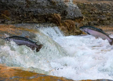 PM prende 13 pessoas por pesca em período de piracema em Goiás 