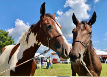 Passaporte Equestre de Goiás avança como modelo para implementação nacional