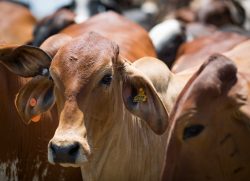 Pecuaristas goianos tem até o dia 31 de dezembro para declarar o rebanho 