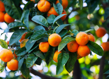 PÉ DE LARANJA? SÓ COM CERTIFICAÇÃO, SEJA EM POMARES COMERCIAIS OU NO QUINTAL