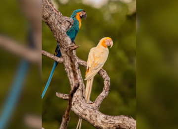 Fotógrafo Registra Arara-Canindé Albina no Cerrado Brasileiro