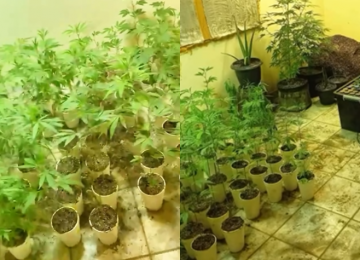 Homem é preso em Goiânia por cultivar 200 pés de maconha em casa