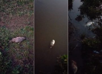 Peixes aparecem mortos no lago Intergalos, mas secretarias afirmam que não há motivo de preocupação