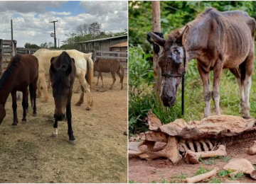 Zezé di Camargo acolhe cavalos resgatados de maus-tratos em fazenda de Goiás