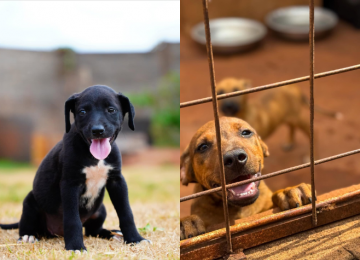 Projeto AUmor de Mãe resgata e prepara mais de 200 cães para adoção em Rio Verde