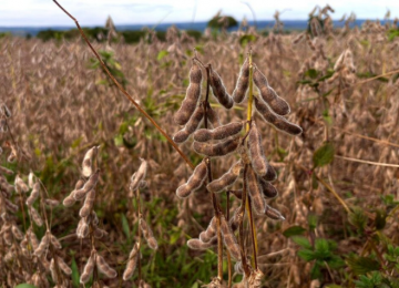 Produção de grãos em Goiás pode bater recorde em 2025, aponta IBGE