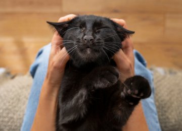 Ronronar dos gatos tem poder de acalmar e aliviar sintomas de ansiedade, apontam estudos