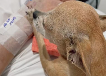 Idoso morre horas depois de receber visita da cachorrinha em hospital do RS