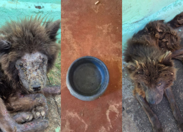 PC resgata cães em estado grave de abandono e prende tutora por maus-tratos em Goiânia