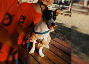Cachorro desaparece no Bairro Martins e família busca por informações