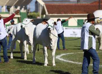 Expo Rio Verde reúne a elite da genética Nelore em etapa Ouro do Ranking Nacional da ACNB