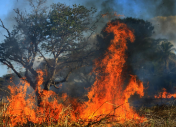 Goiás reduz em mais de 50% área queimada e lança plataforma com IA para monitorar incêndios