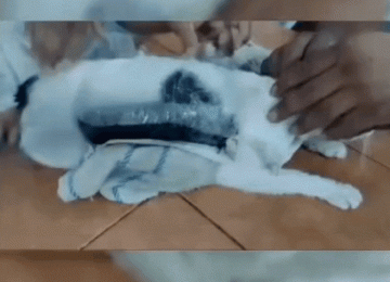 Gato é flagrado com pacotes de dr0g4s amarrados ao corpo em penitenciária na Costa Rica