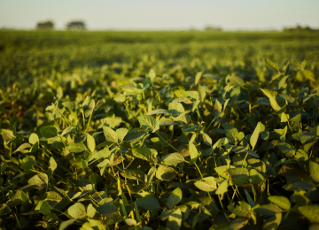 Agrodefesa estabelece novo calendário de plantio da soja em Goiás