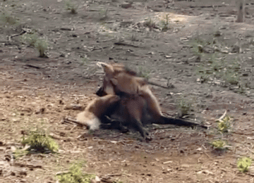 Bombeiros resgatam lobo-guará ferido em propriedade rural de Jataí
