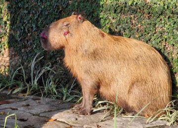 Justiça mantém presos suspeitos de espancar capivara no Rio de Janeiro
