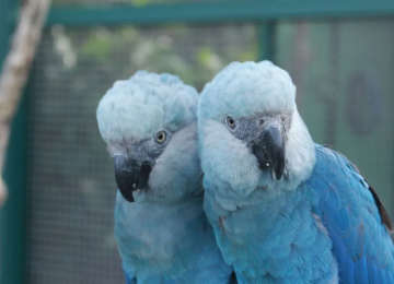 Ararinha-azul volta à natureza após duas décadas extinta 