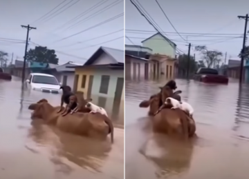 Vídeo de vaca salvando cachorros em enchente é falso e foi criado com inteligência artificial