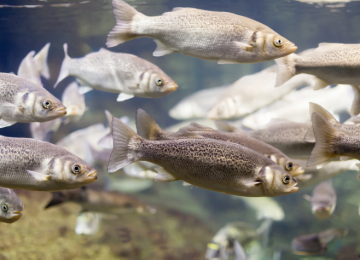 Cadastro obrigatório na Agrodefesa é requisito para comercialização de peixes e camarões em Goiás 