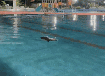 Capivara é flagrada nadando em piscina de clube em Rio Verde