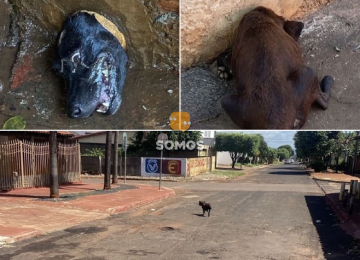 Bombeiros resgatam cachorro preso em cano, em Quirinópolis