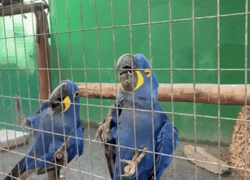 Após nascimento inédito, Zoológico de Goiânia busca ampliar reprodução de araras-azuis