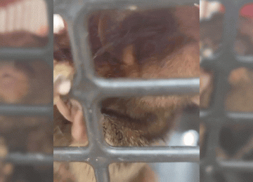 Saguis são resgatados pela Polícia Civil após denúncia de maus-tratos em Goiânia