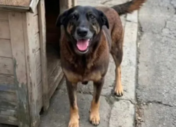 Polícia Civil conclui investigação sobre morte do cão Orelha e pede internação de adolescente em SC