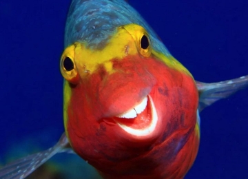 Peixinho sorridente é fotografado e imagem viraliza na internet 