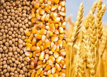 CNA quer padronizar classificação de grãos para facilitar exportação