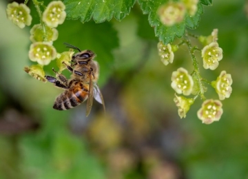 Apicultores temem novo extermínio de abelhas