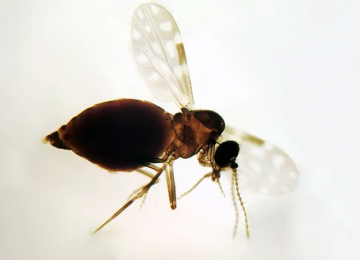 Surto de febre oropouche avança pelo Brasil e já causa mortes em 18 estados