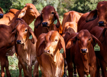 Suspeito de cometer zoofilia morre ao levar coice de vaca durante crime no DF