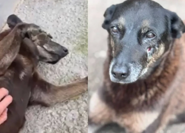 Suspeitos de ataque ao cão Orelha viajaram para os EUA e polícia reforça segurança no retorno