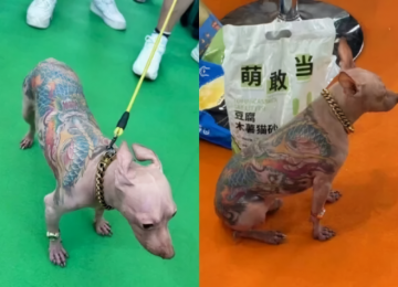 Chihuahua tatuado choca visitantes em feira de pets na China